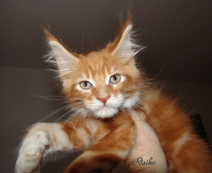 House foundation types nz welcome betekenis